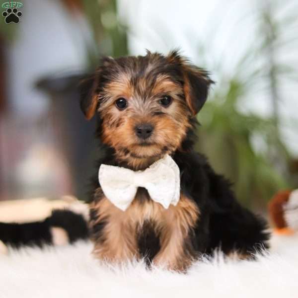 Brianna, Yorkie Puppy